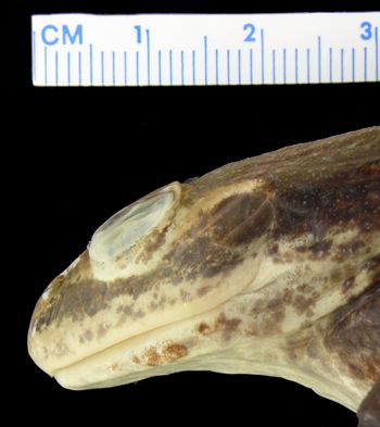 Media type: image; Herpetology A-29671
